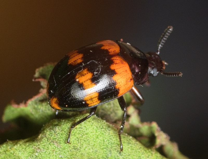 Diaperis boleti (Linnaeus, 1758)